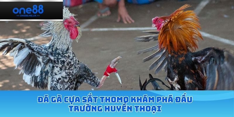 Đá gà cựa sắt thomo